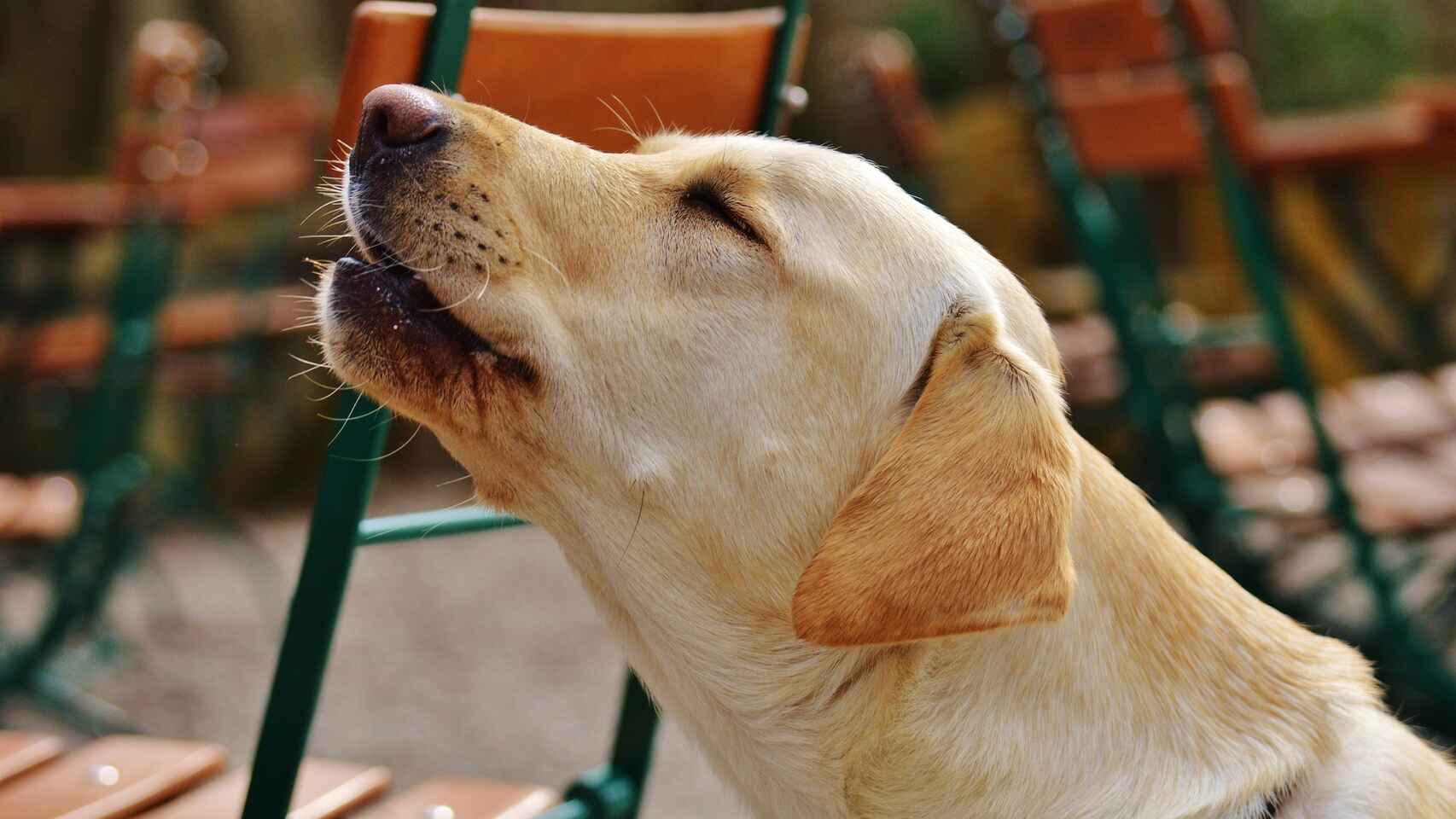 ¿Por qué aúllan los perros? ¿Por qué aúllan los perros?